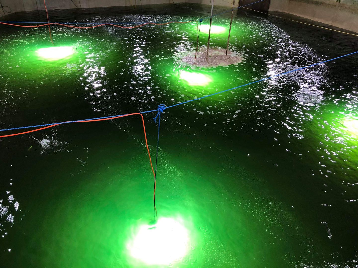 luz verde en PISCICULTURA
